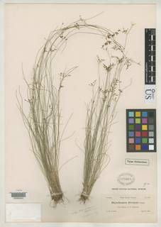 To Rhynchospora_divergens.expansa_NMNH428668_type_1