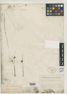 To Cyperus_lateriflorus_NMNH42683_type_1