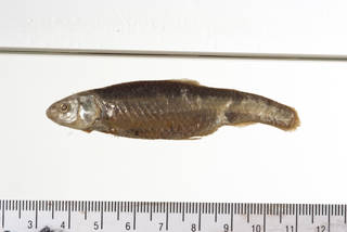 To NMNH Extant Collection (Hybognathus placitus USNM 89 syntype photograph lateral largest)