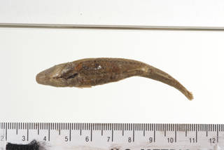 To NMNH Extant Collection (Hybognathus placitus USNM 89 syntype photograph ventral largest)