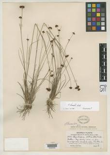 To Rhynchospora_fernaldii_NMNH431792_type_1