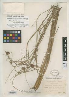 To Rhynchospora_exaltata.angusta_NMNH1413985_type_1