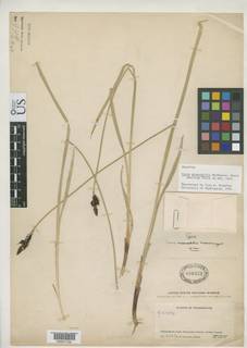 To Carex_miserabilis_NMNH886422_type_1