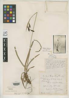 To Carex_nesophila_NMNH85951_type_1