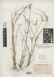 To Rhynchospora_eximia.multiflorens_NMNH1710890_type_1