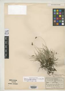 To NMNH Botany Collections (Carex galbana NMNH82478 type 1)