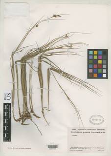 To Rhynchospora_paramora_NMNH1932020_type_1