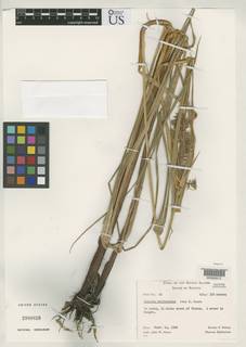 To Cyperus_raiateensis_NMNH2980859_type_1