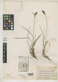 To Carex_nesophila_NMNH85947_type_1