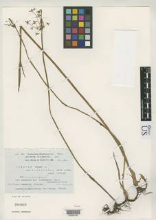 To Cyperus_haspan.dietrichiae_NMNH2848619_type_1