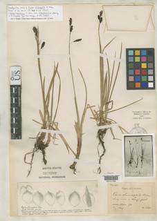 To Carex_chimaphila_NMNH3168287_type_1