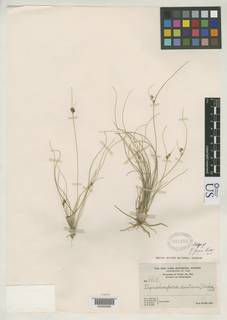 To Rhynchospora_gageri_NMNH697153_type_1