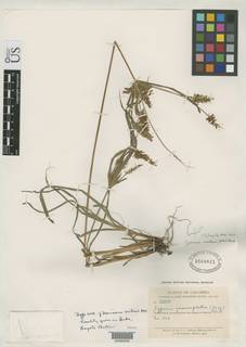 To NMNH Botany Collections (Mariscus mutisii NMNH1560811 type 1)