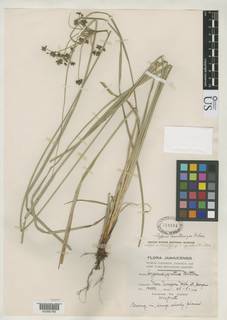 To NMNH Botany Collections (Cyperus ignotus NMNH718194 type 1)