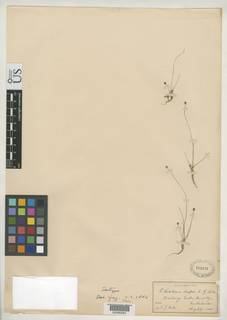 To NMNH Botany Collections (Eleocharis dispar NMNH152241 type 1)