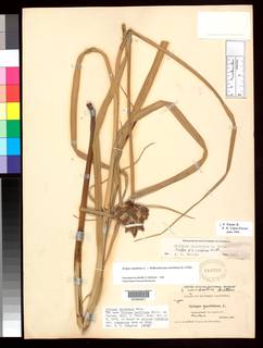 To Scirpus_pacificus_NMNH480786_type_1