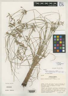 To NMNH Botany Collections (
Cyperus wilburii NMNH3058453 type 1)