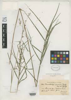 To Pleurostachys_cimaensis_NMNH1483101_type_1