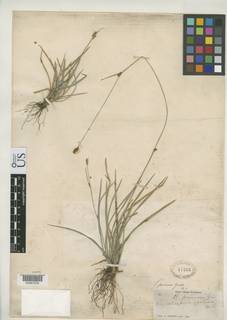 To Rhynchospora_scabrata_NMNH47563_type_1