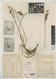 To Carex_macrochaeta.macrochlaena_NMNH85940_type_1