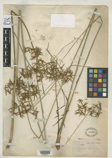 To NMNH Botany Collections (Cyperus lacunosus NMNH47350 type 1)