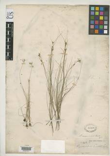 To Rhynchospora_lunata_NMNH47558_type_1