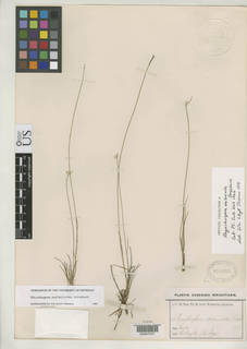 To Rhynchospora_seslerioides_NMNH819683_type_1