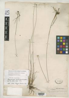 To Rhynchospora_seslerioides_NMNH47562_type_1