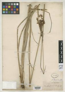 To Rhynchospora_tenuiseta_NMNH47566_type_1