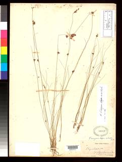 To Rhynchospora_lamprosperma_NMNH61027_type_1