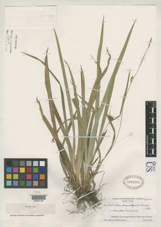 To US Herbarium (Carex absconditiformis US2003299 type 1)