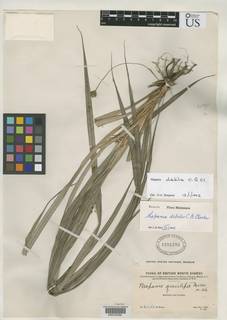 To NMNH Botany Collections (Mapania gracilipes NMNH1291393 type 1)