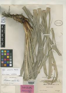 To NMNH Botany Collections (Mapania sessilis NMNH1291394 type 1)