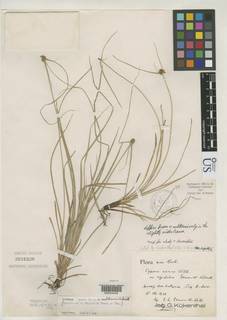 To NMNH Botany Collections (
Cyperus nanus rigidulus NMNH3151528 type 1)