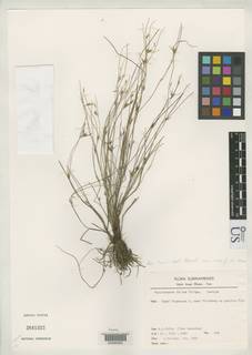 To Rhynchospora_fallax_NMNH2641322_type_1