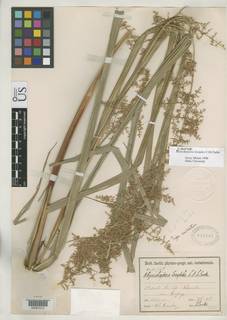 To Rhynchospora_locuples_NMNH819595_type_1