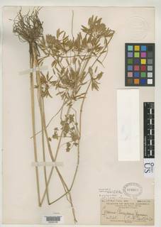 To NMNH Botany Collections (Cyperus jenmanii NMNH818339 type 1)