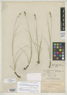 To NMNH Botany Collections (Carex townsendii NMNH568126 type 1)