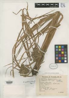 To NMNH Botany Collections (Cyperus venturii NMNH1545810 type 1)