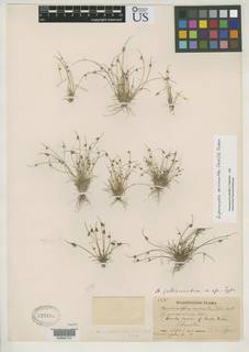 To Hemicarpha_intermedia_NMNH529406_type_1