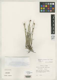 To Rhynchospora_durangensis_NMNH3081268_type_1