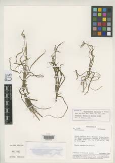 To Rhynchospora_papillosa_NMNH3041612_type_1