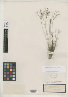 To NMNH Botany Collections (Leptoschoenus prolifer NMNH703003 type 1)