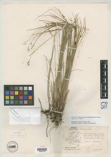 To NMNH Botany Collections (Rhynchospora zacualtipanensis NMNH3386987 type 1)