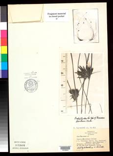 To Cyperus_floridanus_NMNH3153499_type_1