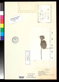 To Cyperus_blodgettii_NMNH3168284_type_1