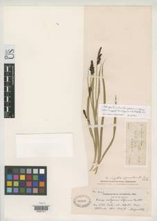 To Carex_vulgaris.bracteosa_NMNH319237_type_1