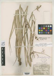 To NMNH Botany Collections (Rhynchospora aristata suberecta NMNH251769 type 1)