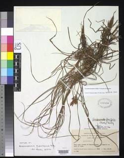 To NMNH Botany Collections (Didymiandrum flexifolium NMNH1497496 type 1)