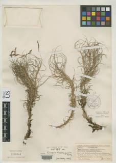 To Trilepis_alcatrazensis_NMNH3200948_type_1